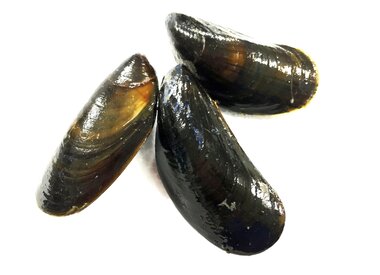 MOSSELEN & SCHELPDIEREN