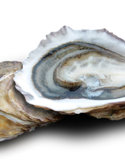  ZEEUWSE OESTERS N° 2 - PER STUK
