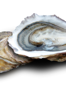  ZEEUWSE OESTERS N° 2 - PER STUK