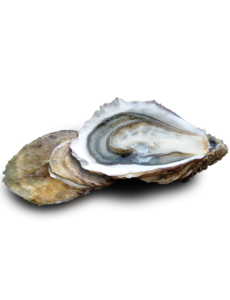  ZEEUWSE OESTERS N° 2 - PER STUK