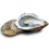ZEEUWSE OESTERS N°2 - PER STUK