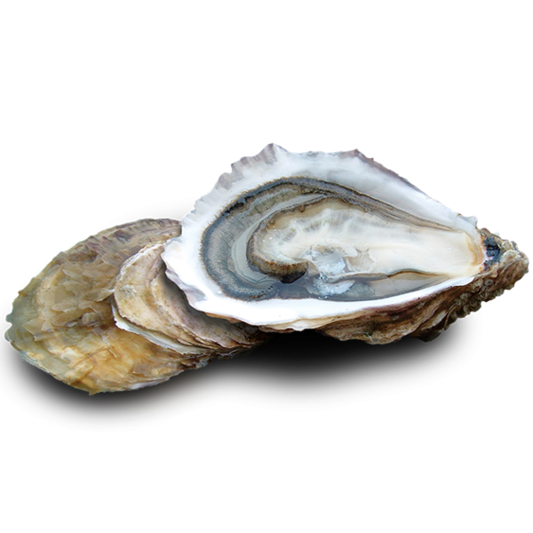 ZEEUWSE OESTERS N°2 - PER STUK