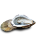  ZEEUWSE OESTERS N° 2 - PER STUK