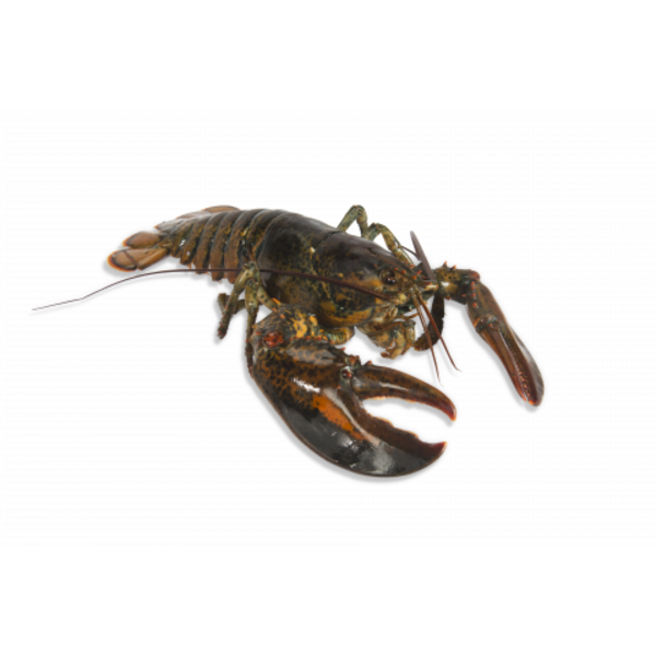 CANADESE KREEFT 500-600GRAM LEVEND // PER STUK