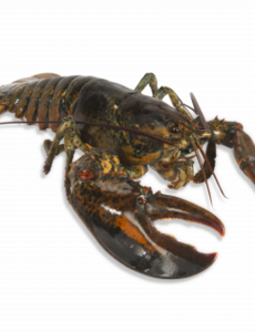  CANADESE KREEFT 700-800GRAM LEVEND  // PER STUK