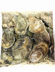  GILLARDEAU OESTER N°3 - PER STUK