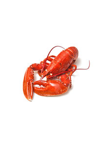  GEKOOKTE CANADESE KREEFT 700-800GRAM  // PER STUK
