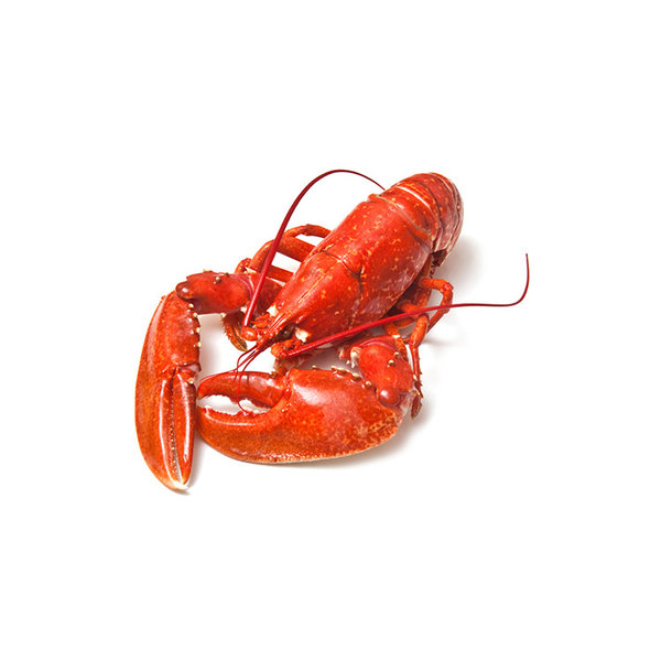 CANADESE KREEFT 700-800GRAM  // PER STUK