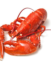  GEKOOKTE CANADESE KREEFT 600-700GRAM  // PER STUK