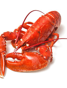  GEKOOKTE CANADESE KREEFT 600-700GRAM  // PER STUK