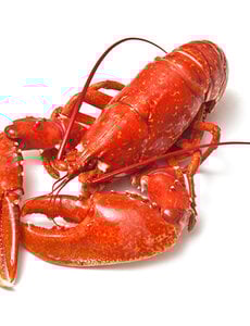  GEKOOKTE CANADESE KREEFT 500-600GRAM  // PER STUK