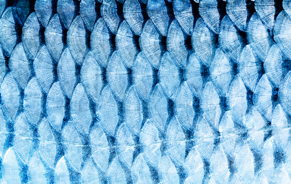Fish Factory