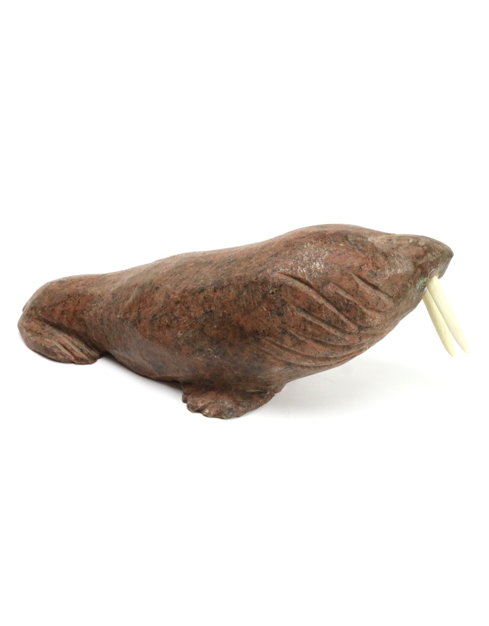Arviat Walrus