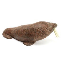 Arviat Walrus