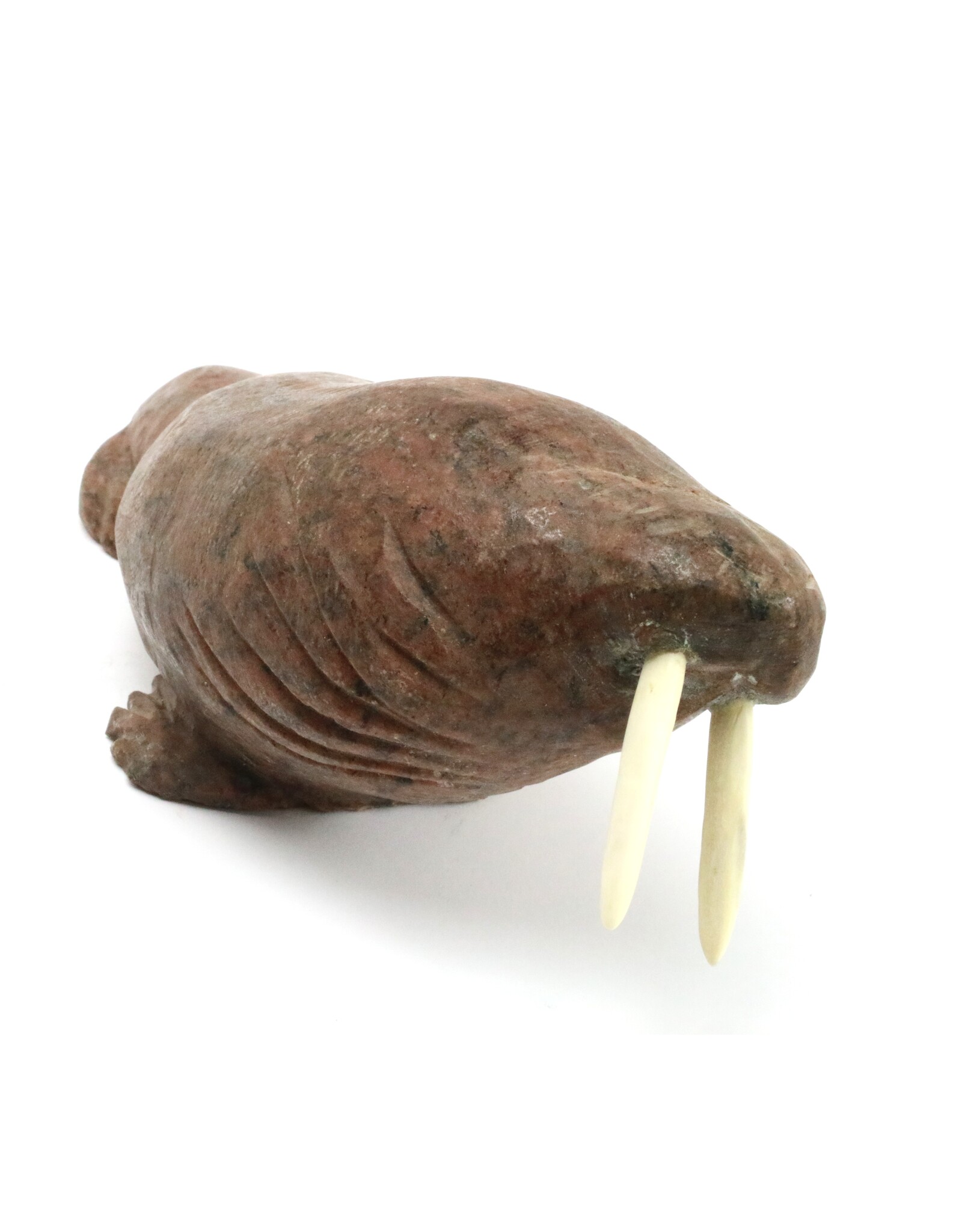 Arviat Walrus