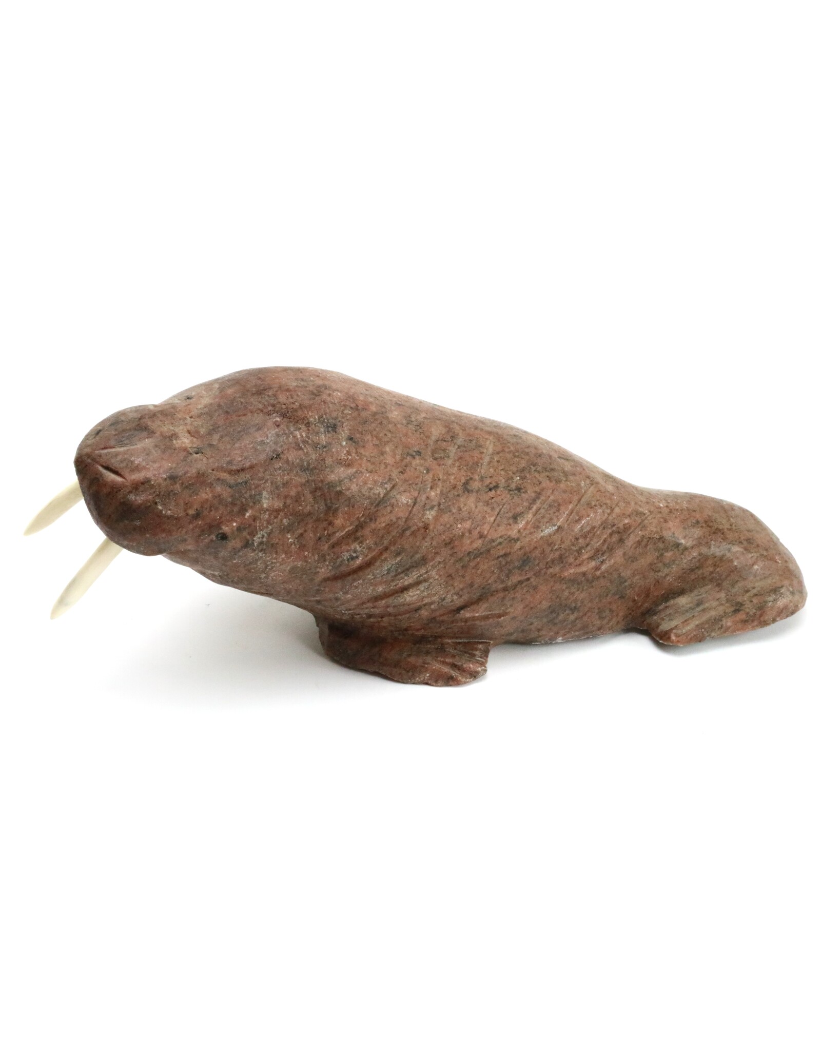 Arviat Walrus