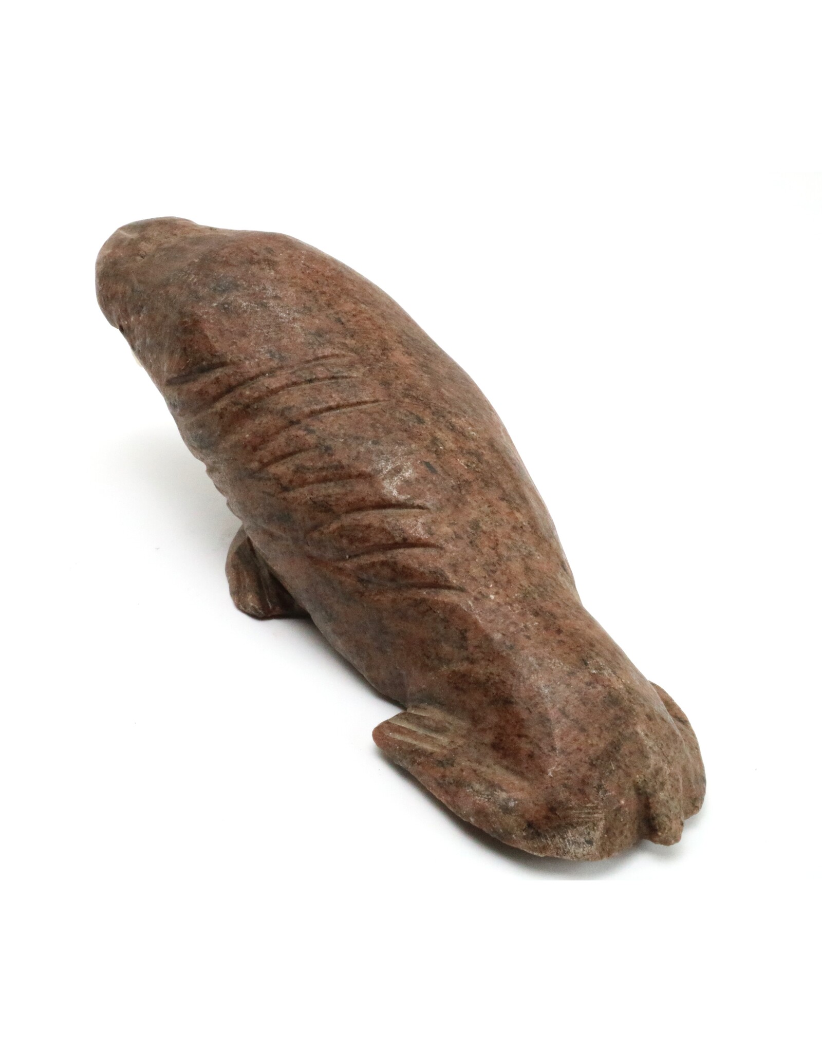 Arviat Walrus