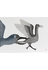 Kinngait Bird in Danger