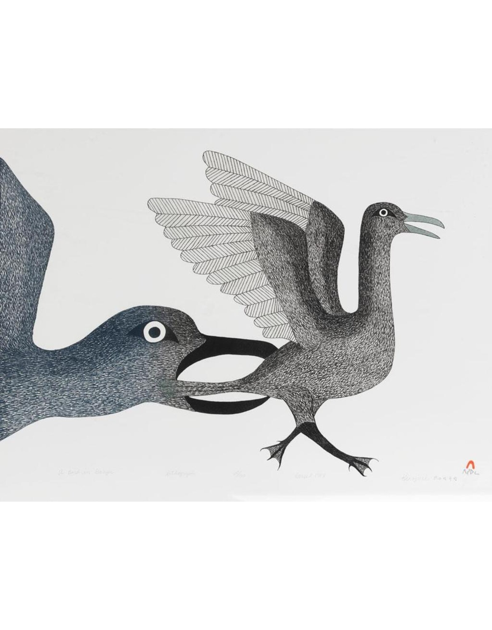 Kinngait Bird in Danger