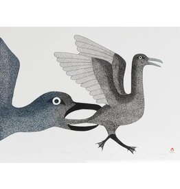 Kinngait Bird in Danger