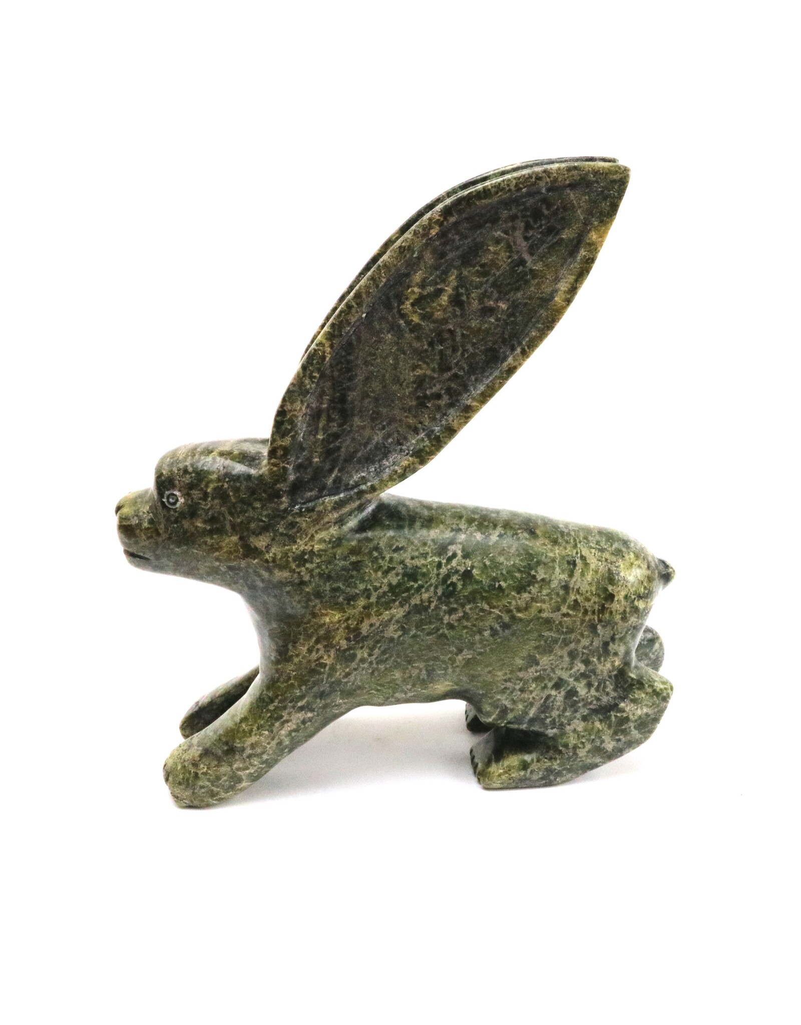 Kinngait [Cape Dorset] Arctic Hare