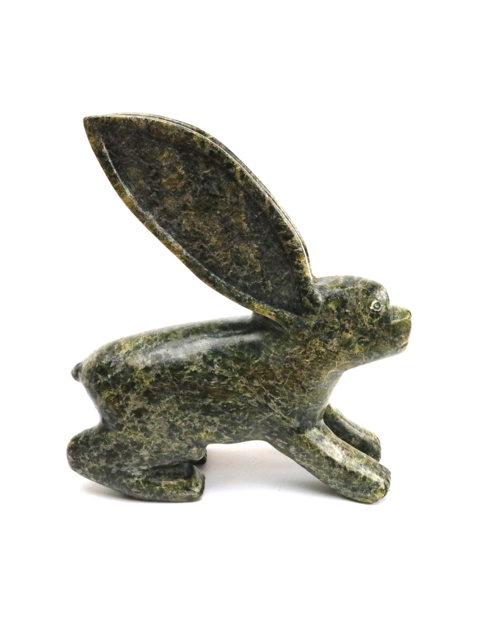 Kinngait [Cape Dorset] Arctic Hare