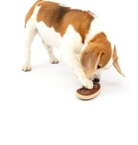 PetSafe Busy Buddy Slab o' Sirloin Treat Ring small/medium