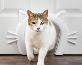 Kattenluik voor binnendeur