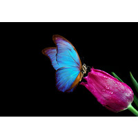 Butterfly love