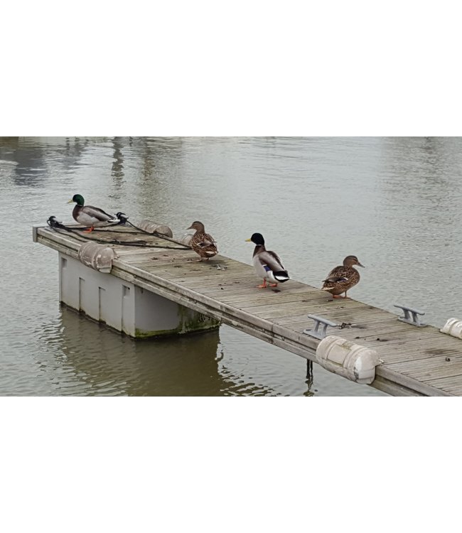 DockParts Duck resistance package ES4