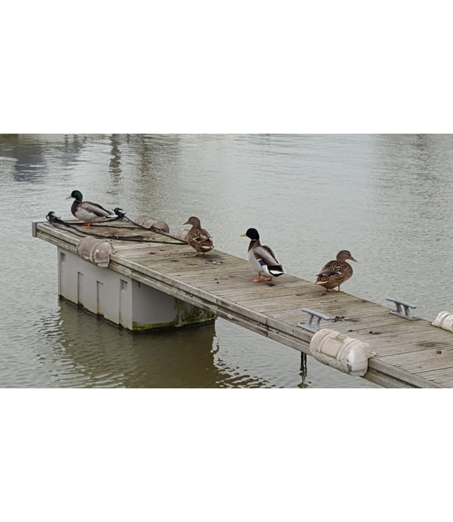 DockParts Duck resistance package ES60