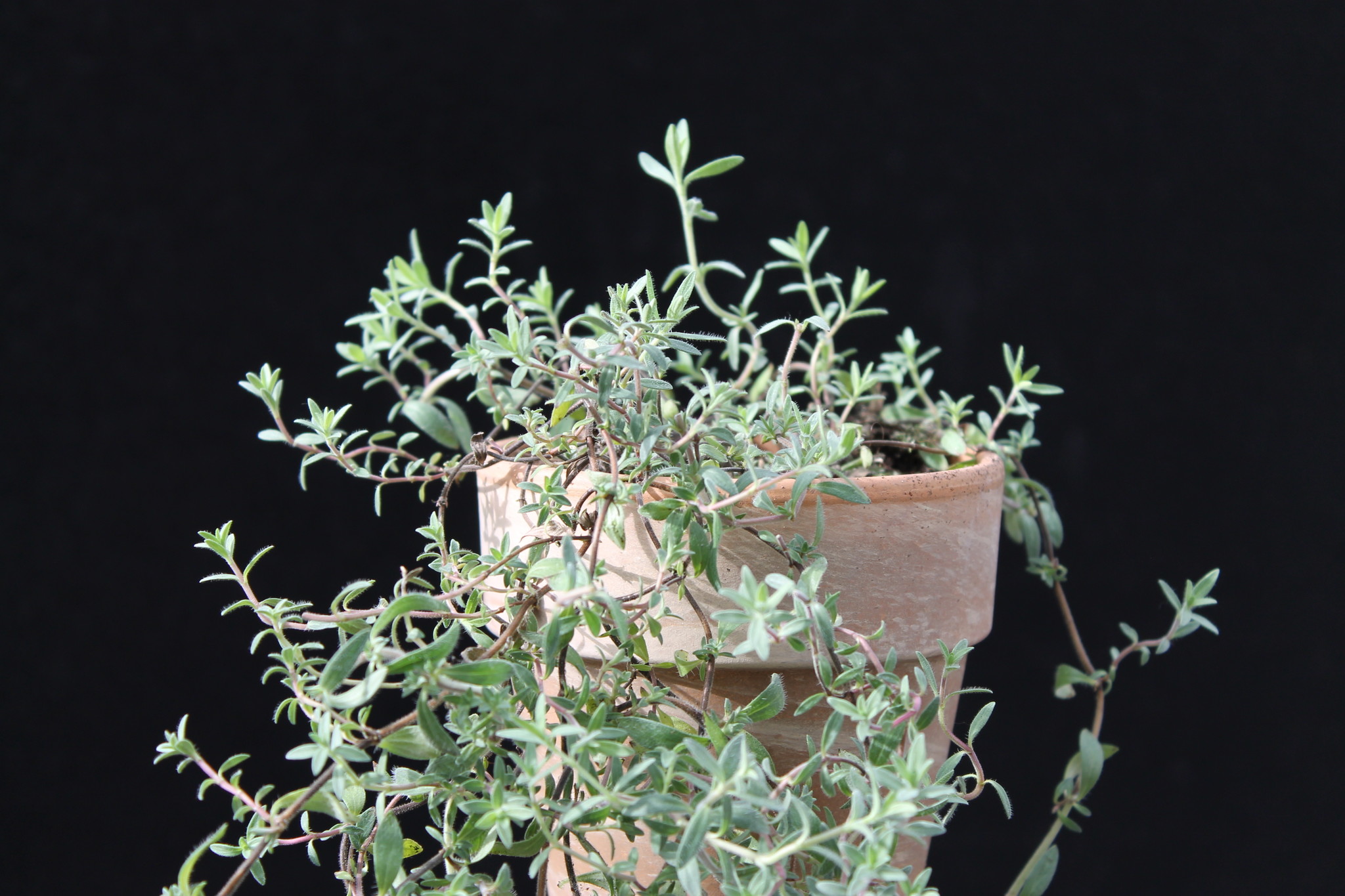 Rosen-Thymian - Thymus species
