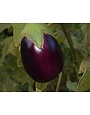 Aubergine veredelt 'Madonna' (Solanum melongena 'Madonna')