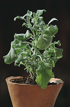 Flauschiger Salbei - Salvia officinalis