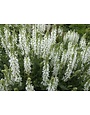 Weißer Steppen-Salbei (Salvia nemorosa 'Adrian')