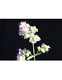 Oregano 'Hopfenblüte'  - Origanum rotundifolium