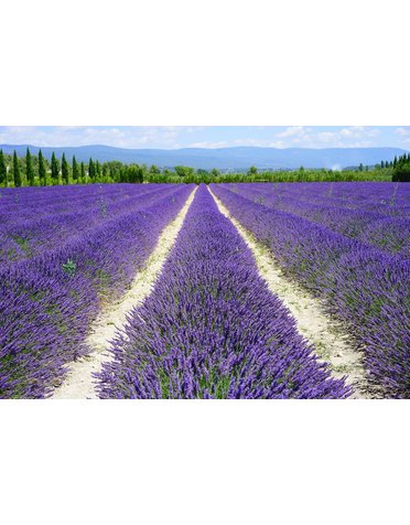 Provence-Lavendel 'Grosso'