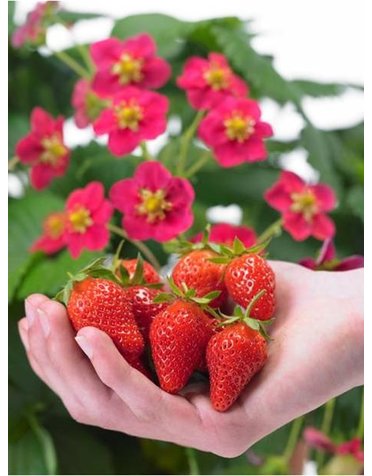 Erdbeere 'Toscana®'