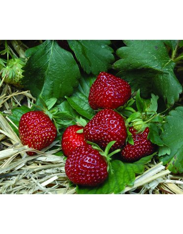 Gourmet-Erdbeere 'Hummi®-Praline'