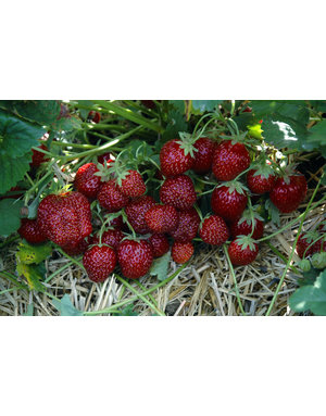 Gourmet-Erdbeere 'Hummi®-Aroma'