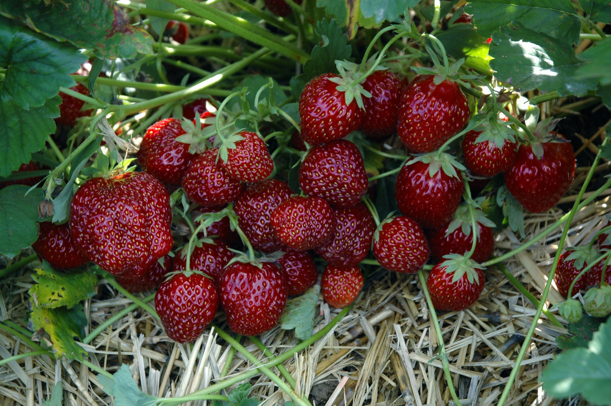 Gourmet-Erdbeere 'Hummi®-Aroma' - Fragaria ananassa