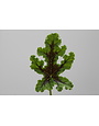 Pelargonium quercifolium 'Royal Oak'