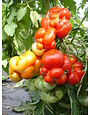 Reise-Tomate - Lycopersicon esculentum