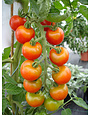 Mexikanische Honig-Tomate - Lycopersicon esculentum