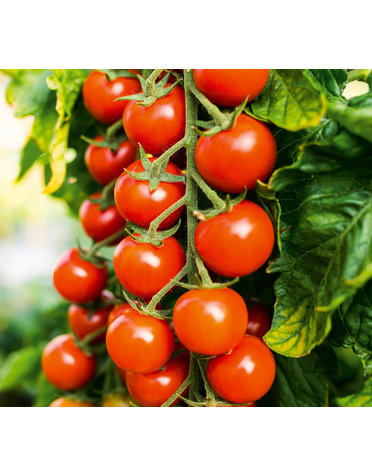 Cherry-Tomate veredelt 'Sanvitos´