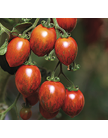 Pflaumen-Tomate ´Cookie´