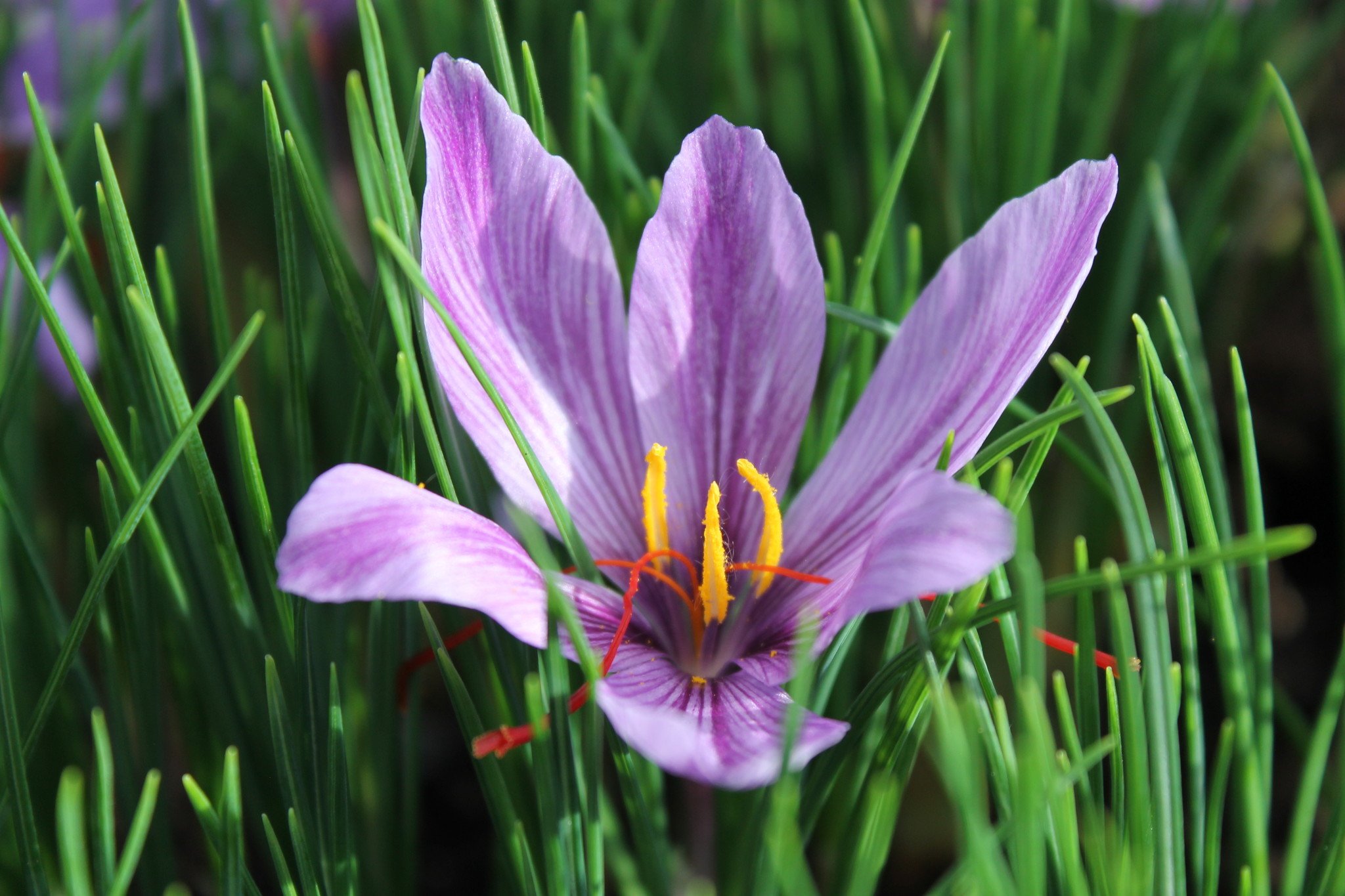 Crocus sativum