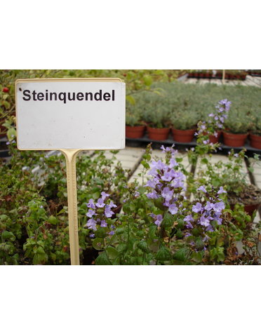 Steinquendel
