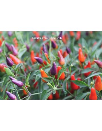 Download Bolivian Rainbow Chili Überwintern Pictures