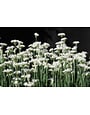 Schnittknoblauch - Allium tuberosum